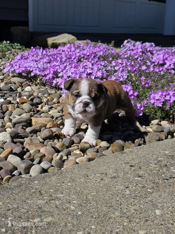 Reggie – English Bulldog puppy for sale in Bidwell, OH