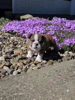 Reggie, a male English Bulldog for sale in Bidwell, OH – Photo 1 of 8