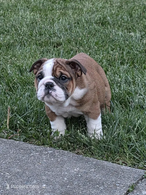 Reggie – English Bulldog puppy for sale in Bidwell, OH