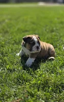 Reggie, a male English Bulldog for sale in Bidwell, OH – Photo 7 of 8