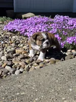 Reggie, a male English Bulldog for sale in Bidwell, OH – Photo 3 of 8