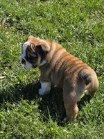 Reggie, a male English Bulldog for sale in Bidwell, OH – Photo 5 of 8