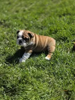 Reggie, a male English Bulldog for sale in Bidwell, OH – Photo 8 of 8