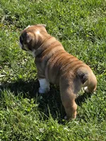Reggie, a male English Bulldog for sale in Bidwell, OH – Photo 6 of 8