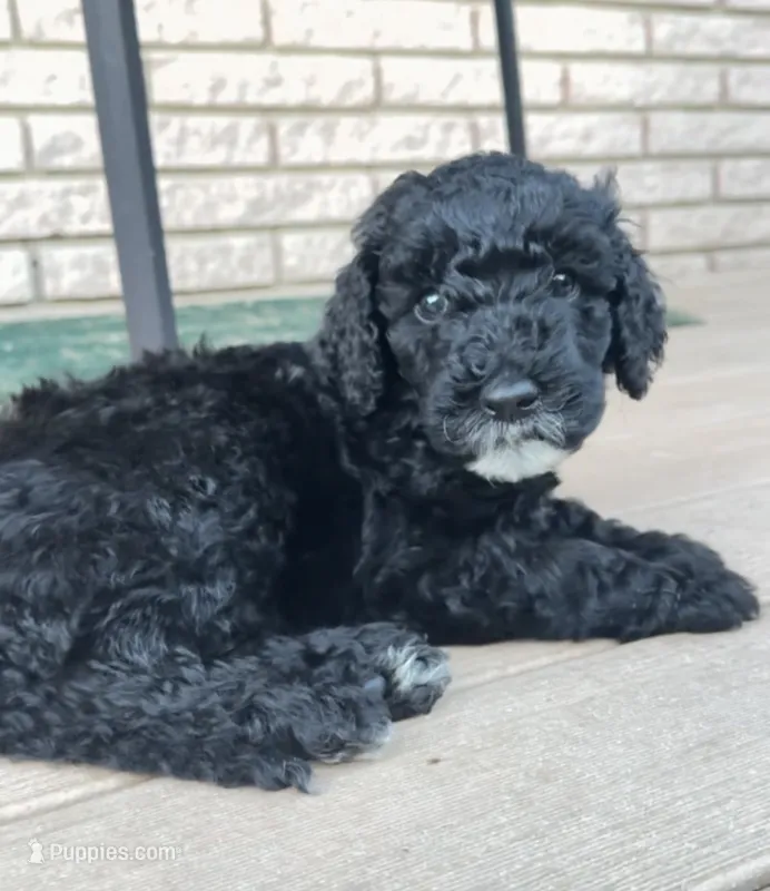 Black Goldendoodle