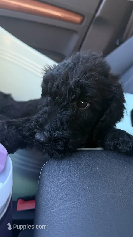 Black Goldendoodle