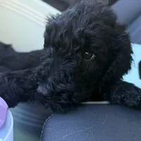 Black Goldendoodle, a male Goldendoodle and Poodle - Standard  for sale in Lathrup Village, MI – Photo 1 of 3