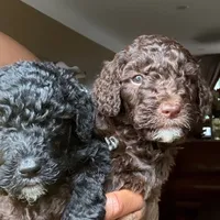Black Goldendoodle, a male Goldendoodle and Poodle - Standard  for sale in Lathrup Village, MI – Photo 3 of 3