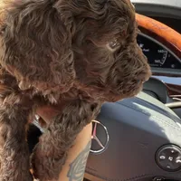 Black Goldendoodle, a male Goldendoodle and Poodle - Standard  for sale in Lathrup Village, MI – Photo 2 of 3