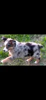 Theo, a male Toy Australian Shepherd for sale in Lakeland, FL – Photo 3 of 10