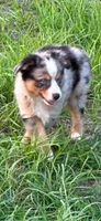Theo, a male Toy Australian Shepherd for sale in Lakeland, FL – Photo 10 of 10