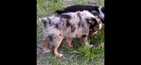 Theo, a male Toy Australian Shepherd for sale in Lakeland, FL – Photo 5 of 10