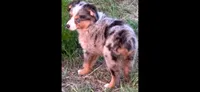 Theo, a male Toy Australian Shepherd for sale in Lakeland, FL – Photo 2 of 10