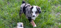 Saint, a male Miniature Australian Shepherd for sale in Lakeland, FL – Photo 10 of 10