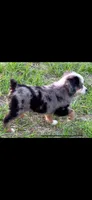 Saint, a male Miniature Australian Shepherd for sale in Lakeland, FL – Photo 4 of 10