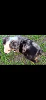 Saint, a male Miniature Australian Shepherd for sale in Lakeland, FL – Photo 2 of 10