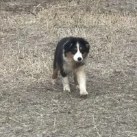 Ebony, a female Miniature Australian Shepherd for sale in Lakeland, FL – Photo 10 of 10