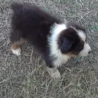 Ebony, a female Miniature Australian Shepherd for sale in Lakeland, FL – Photo 4 of 10