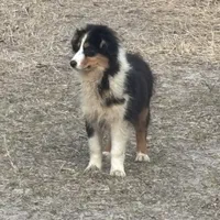 Ebony, a female Miniature Australian Shepherd for sale in Lakeland, FL – Photo 7 of 10