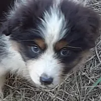 Ebony, a female Miniature Australian Shepherd for sale in Lakeland, FL – Photo 2 of 10