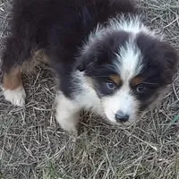 Ebony, a female Miniature Australian Shepherd for sale in Lakeland, FL – Photo 6 of 10