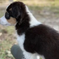 Joey, a male Toy Australian Shepherd for sale in Lakeland, FL – Photo 2 of 8