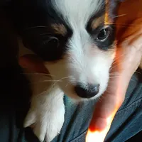 Joey, a male Toy Australian Shepherd for sale in Lakeland, FL – Photo 5 of 8