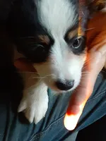 Joey, a male Toy Australian Shepherd for sale in Lakeland, FL – Photo 5 of 10