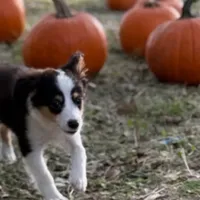 Joey, a male Toy Australian Shepherd for sale in Lakeland, FL – Photo 4 of 8