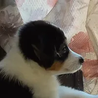 Joey, a male Toy Australian Shepherd for sale in Lakeland, FL – Photo 1 of 8