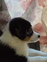 Joey, a male Toy Australian Shepherd for sale in Lakeland, FL – Photo 1 of 10