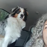 Loki, a male Miniature Australian Shepherd for sale in Lakeland, FL – Photo 10 of 10