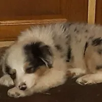 Loki, a male Miniature Australian Shepherd for sale in Lakeland, FL – Photo 4 of 10