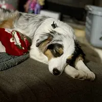 Loki, a male Miniature Australian Shepherd for sale in Lakeland, FL – Photo 5 of 10