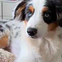 Loki, a male Miniature Australian Shepherd for sale in Lakeland, FL – Photo 3 of 10