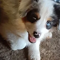 Loki, a male Miniature Australian Shepherd for sale in Lakeland, FL – Photo 6 of 10