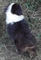 Eve, a female Miniature Australian Shepherd for sale in Lakeland, FL – Photo 2 of 4