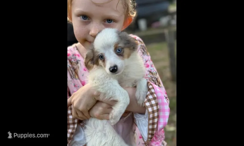 Dody, a male Toy Australian Shepherd for sale in Lakeland, FL – Photo 1 of 4