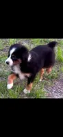 Nick, a male Toy Australian Shepherd for sale in Lakeland, FL – Photo 4 of 10