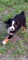 Nick, a male Toy Australian Shepherd for sale in Lakeland, FL – Photo 9 of 10