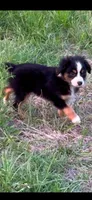 Nick, a male Toy Australian Shepherd for sale in Lakeland, FL – Photo 8 of 10