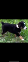 Nick, a male Toy Australian Shepherd for sale in Lakeland, FL – Photo 3 of 10