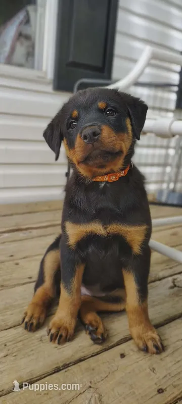 Little Debbie  – Rottweiler puppy for sale in Unicoi, TN