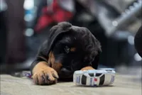 Eli , a male Rottweiler for sale in Unicoi, TN – 3 of 5