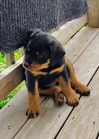 Bug, a female Rottweiler for sale in Unicoi, TN – 1 of 3