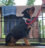 Baba, a female Rottweiler for sale in Unicoi, TN – 4 of 8