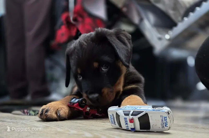 Eli  – Rottweiler puppy for sale in Unicoi, TN