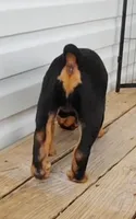 Bug, a female Rottweiler for sale in Unicoi, TN – 3 of 3
