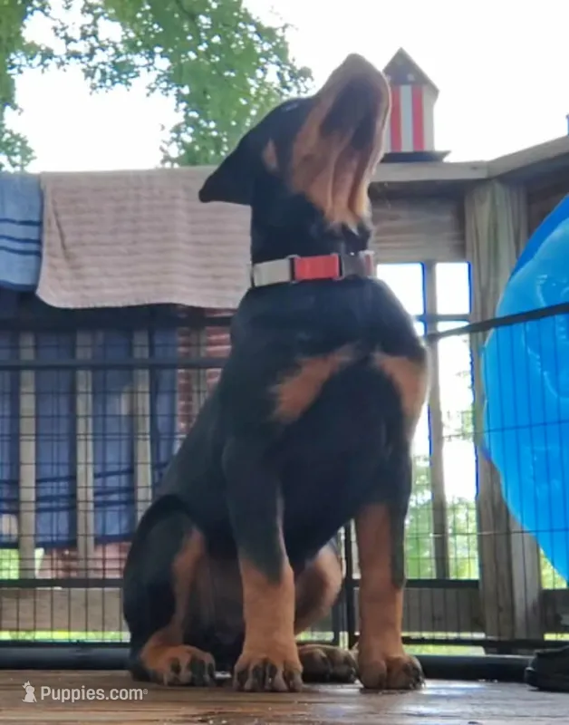 Baba – Rottweiler puppy for sale in Unicoi, TN