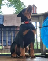 Baba, a female Rottweiler for sale in Unicoi, TN – 1 of 8